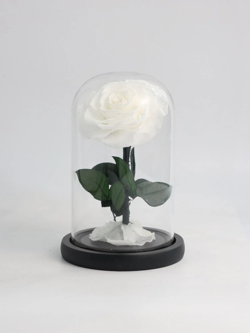 White Infinity Rose (Small)